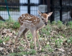 今年最初のシカの赤ちゃん　奈良公園、出産シーズン