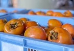 放置された柿の実をおいしいリキュールに　富山の酒造会社、クマ被害の軽減に期待も