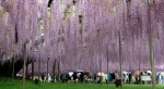 栃木・足利の「大藤」満開　樹齢１６０年、香り高く