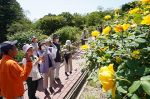 開園６０周年ちなんだバラ観察　岡山・半田山植物園で花まつり