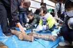 加茂小で子どもにキノコ植菌指導　津山っ子を守り育てる市民の会