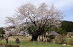 里山に遅い春「尾所の桜」が満開　津山・阿波、ピンクの花 緑に映え