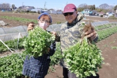 茨城で作るタイ野菜、日本で暮らす同胞に
