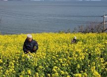 青い瀬戸内海眼下に黄色い菜の花　福山・田尻で花見頃 １０日まつり