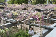「阿知の藤」咲き始める　倉敷 ２０、２１日に藤見の会