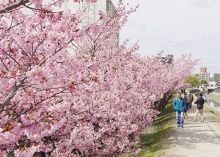 倉敷川沿い カワヅザクラ咲き競う　鮮やかなピンク ３月中旬まで見頃