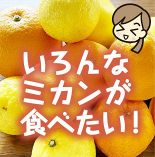 （24）柑橘セット