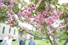 里庄で菊桜見頃 優美なピンクの花