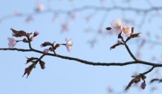 北海道釧路市で日本一遅い桜開花