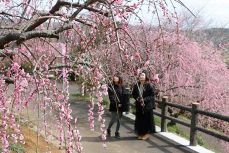 津山「梅の里公園」で花咲き誇る