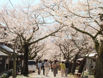 中国山地の麓に春 がいせん桜見頃　岡山・新庄、薄ピンク色のアーチ