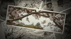 桜の写真つなぎ合わせ映像化