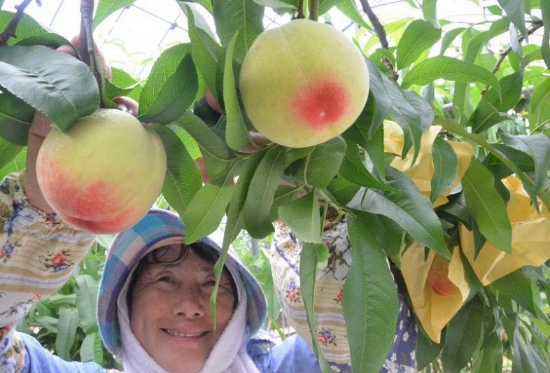 勝央で温室桃はなよめ 出荷始まる　石川さん栽培 ２日から県内で販売