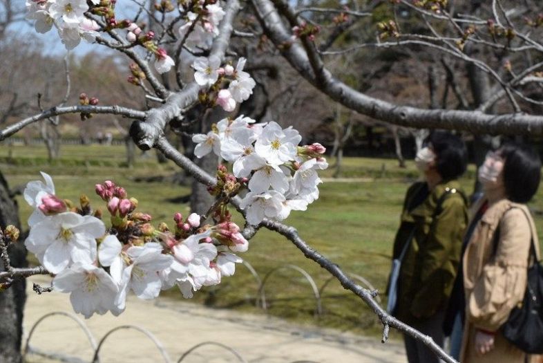 淡いピンクの花が咲く後楽園のソメイヨシノ＝３０日