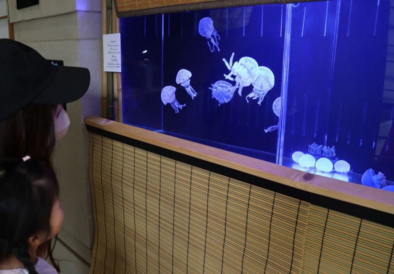 ゴールデンウイークに合わせて玉野海洋博物館が新設したクラゲコーナー
