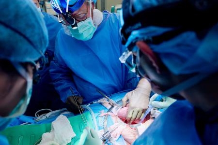 　患者の腹部に移植したブタの腎臓を持ち上げ、機能を確かめる医師ら＝１２日、ニューヨーク（ニューヨーク大提供・共同）