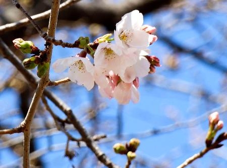 　開花した二条城内にあるソメイヨシノ＝２９日午後、京都市