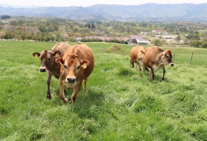 牧草地を駆けるジャージー牛
