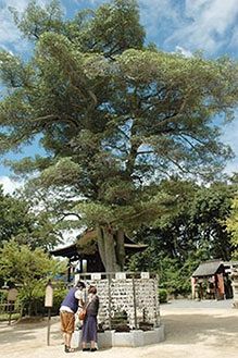 阿智神社の境内で最長寿のモッコク。良縁を願うおみくじが結ばれている 