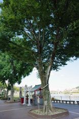 【恋愛】愛染の樹（岡山市、森崎稲荷神社）