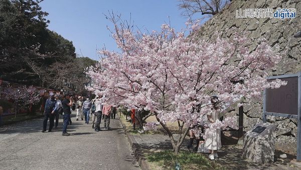 ぽかぽか陽気 鶴山公園の桜開花