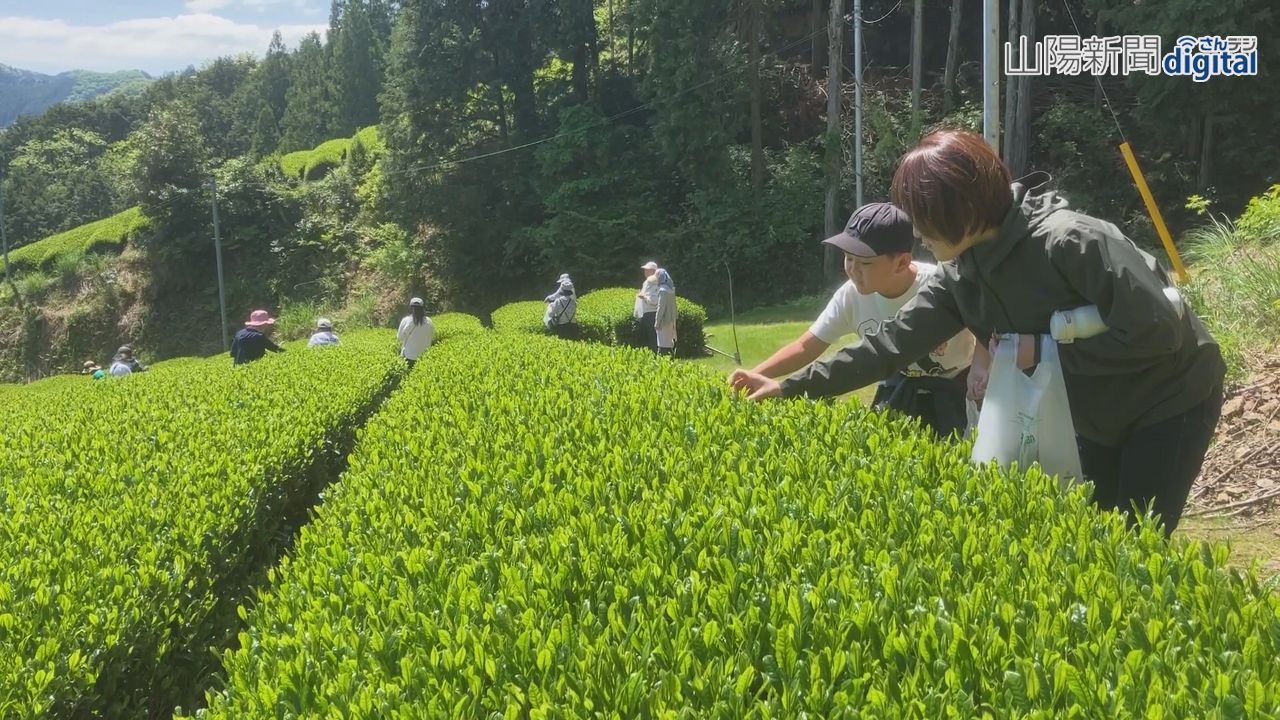 美作・海田で新茶シーズン到来