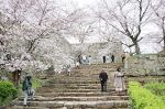 まつり中の入園者数過去最低に　津山・鶴山公園、前年の３分の１