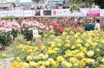 福山ばら祭 ２日間で３７万人来場　多彩な花、華麗な演舞に笑顔