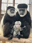 サルの赤ちゃん相次ぎ誕生　池田動物園 愛らしい表情が人気
