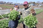 茨城で作るタイ野菜、日本で暮らす同胞に　タイとラオス出身夫婦が農園