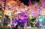 岡山・石山公園 木々を色鮮やかに　冬の桃太郎まつり前に試験点灯