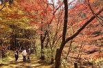 色づく木々 秋色深まる奥津渓　鏡野、紅葉シーズン到来
