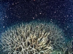 奄美大島、サンゴが一斉産卵　研究者「力強い命の営みに感動」