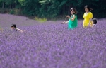 富良野でラベンダー見頃　紫に染まる丘、香り柔らか