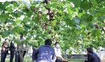 海外出荷 ブドウは最高、桃３割減　２３年岡山県産、明暗分かれる