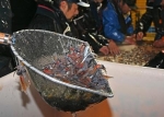 昨年上回る１０６キロ水揚げ　ホタルイカ漁解禁、富山