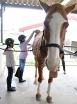 馬と触れ合い、ストレス発散を　岡山の乗馬クラブで子ども体験会