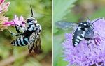 幸せ呼ぶ青いハチ 玉野に２種飛来　深山イギリス庭園で蜜求め