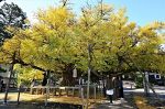 逆木のイチョウ 輝く黄葉　久米南・誕生寺、境内彩る