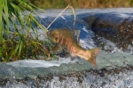ビワマス、命つなぐ遡上　滋賀県北部の川で産卵
