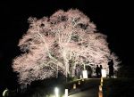 醍醐桜 一夜限りライトアップ　真庭、名木が薄ピンク色に染まる