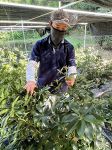 シキミ優良母樹に２系統を選抜　岡山県農業研が生産後押し