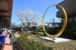 金の大輪と満開の醍醐桜が初共演　岡山県庁中庭、大規模改修で実現