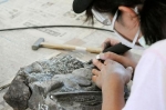 新種の化石発見、支えた素人集団　教室使い、主婦ら削り出し
