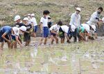 農作物栽培通して経済学ぼう　矢掛・中川小児童が田植えに挑戦