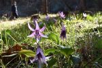 “春の妖精”カタクリ開花　真庭と美作の群生地