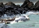 鳥取の海岸にクジラ漂着　１０～１５ｍ、死後数日か