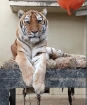 京都市動物園のアムールトラ死ぬ　国内最高齢１９歳「美トラ」