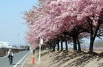 春の訪れ カワヅザクラ見頃　岡山・南区の児島湖周辺