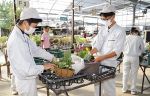 県内農業系高校生 園芸の腕競う　総社で１１日から寄せ植え甲子園